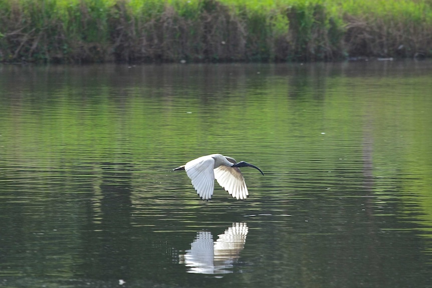 A large white bird skims across the surface of a reflective lake.