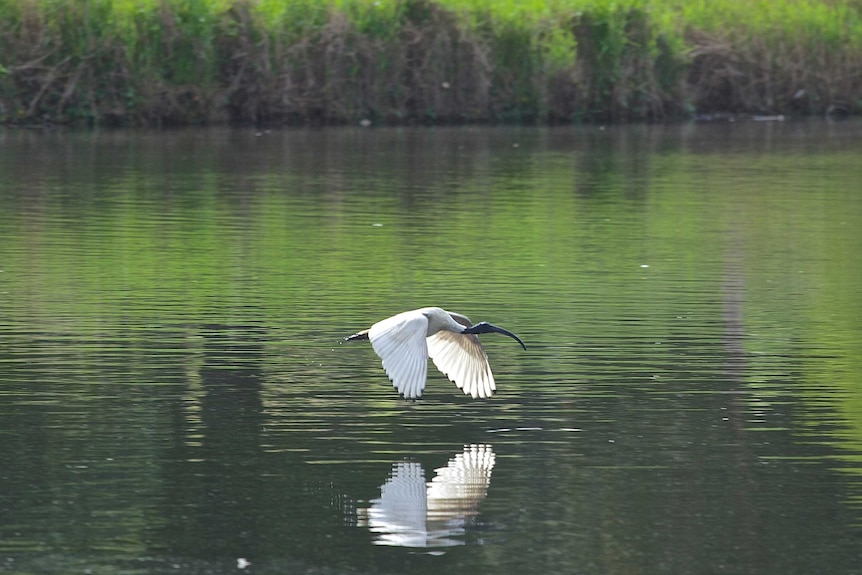 Ibis flying over water