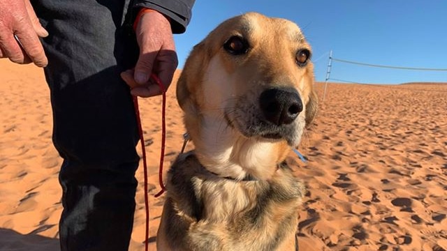 A dog sits on the sand. A man is holding a rope as lead.