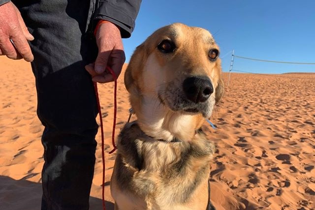 A dog sits on the sand. A man is holding a rope as lead.