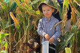 A small boy in a checked shirt and hat holds a box of movie popcorn as he stands amid corn stalks.