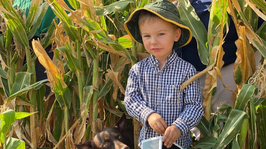 A small boy in a checked shirt and hat holds a box of movie popcorn as he stands amid corn stalks.