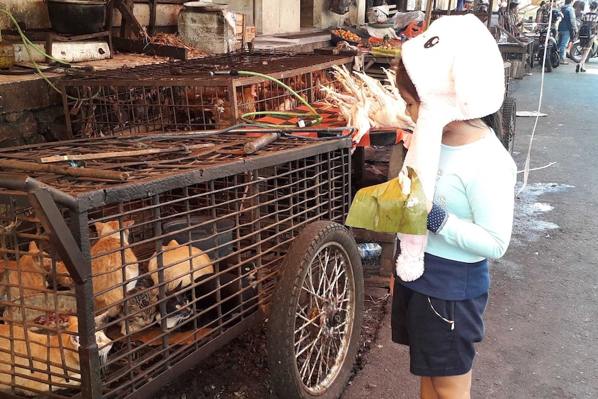 A child looking at cats inside a cage in a market.