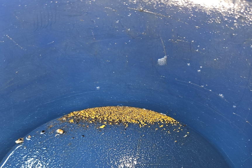 Small amounts of gold at the bottom of a small bucket.