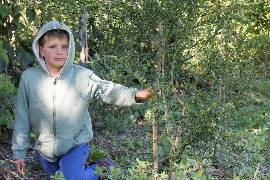 A young boy in a green jacket kneels beside a finger lime tree.