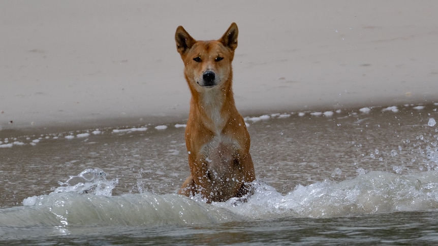 A picture of a dingo sitting on a sandy beach with a wave crashing against it. 