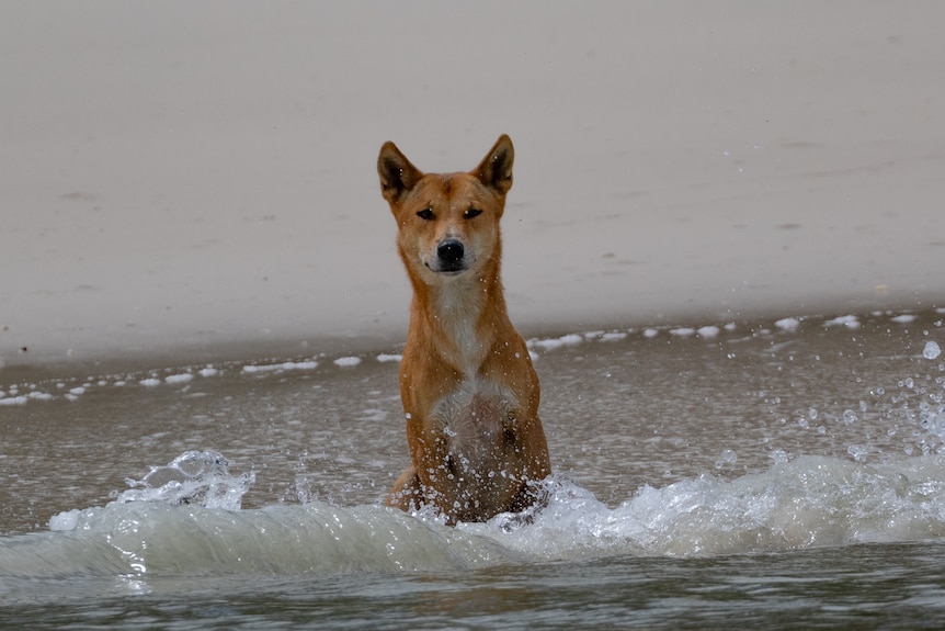 A picture of a dingo sitting on a sandy beach with a wave crashing against it. 