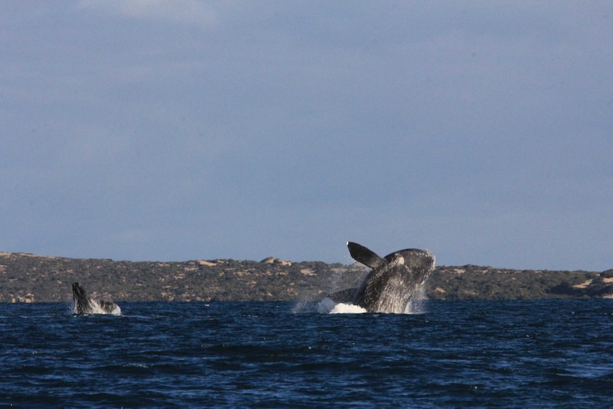 Southern right whales off SA coast