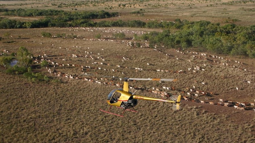 a helicopter flying above cattle walking through open grassland with some trees.