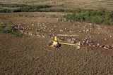 a helicopter flying above cattle walking through open grassland with some trees.