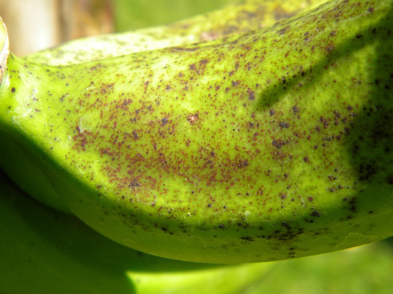 A close up of a greenish banana with brown freckles