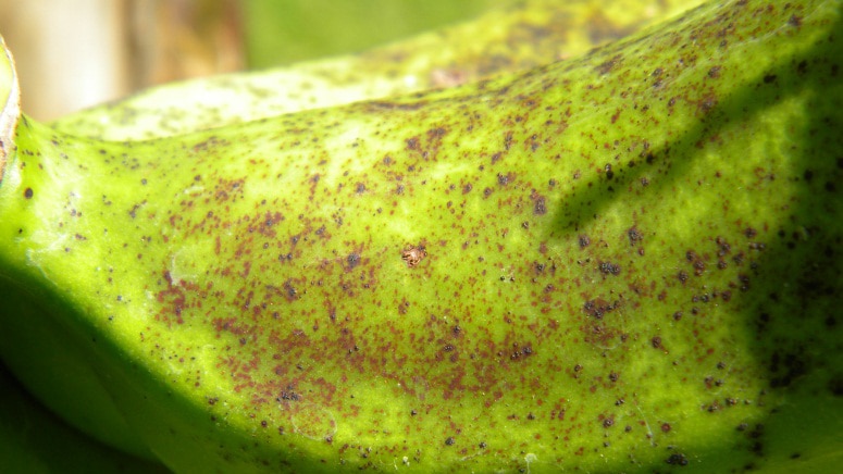 A close up of a greenish banana with brown freckles