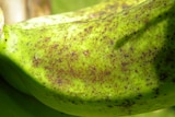 A close up of a greenish banana with brown freckles