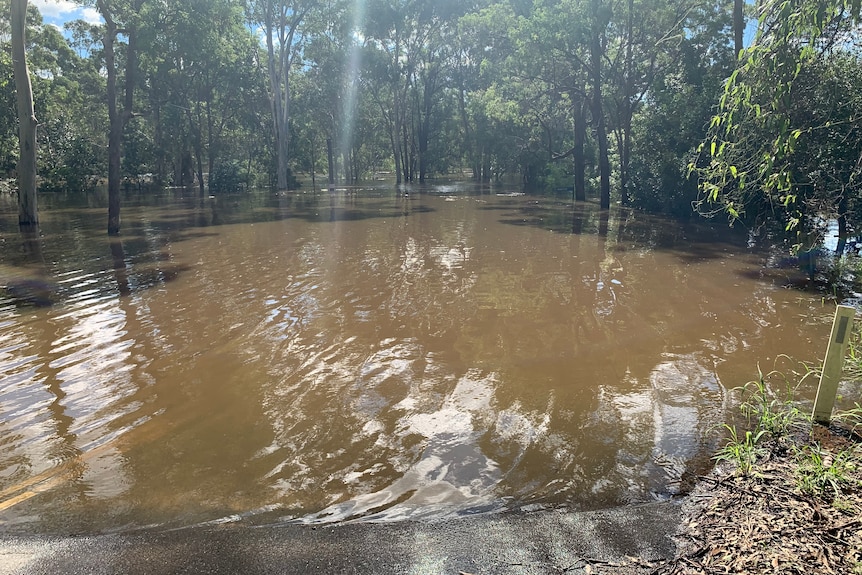 A road with flooded trees in the background.