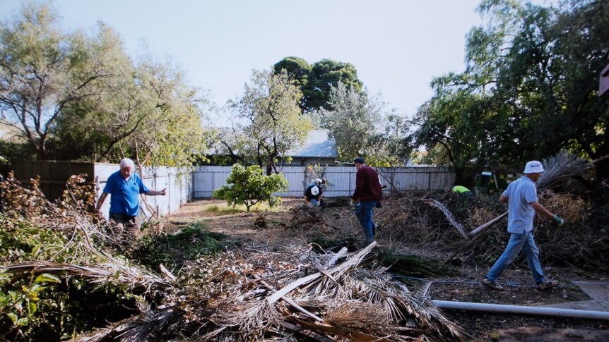 Church volunteers clear out palms and a variety of overgrown plants.