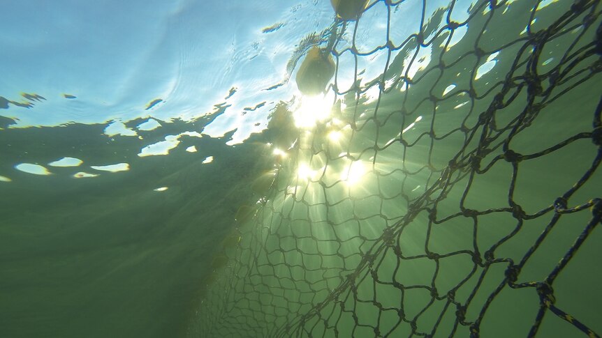 A section of the new netting off Busselton