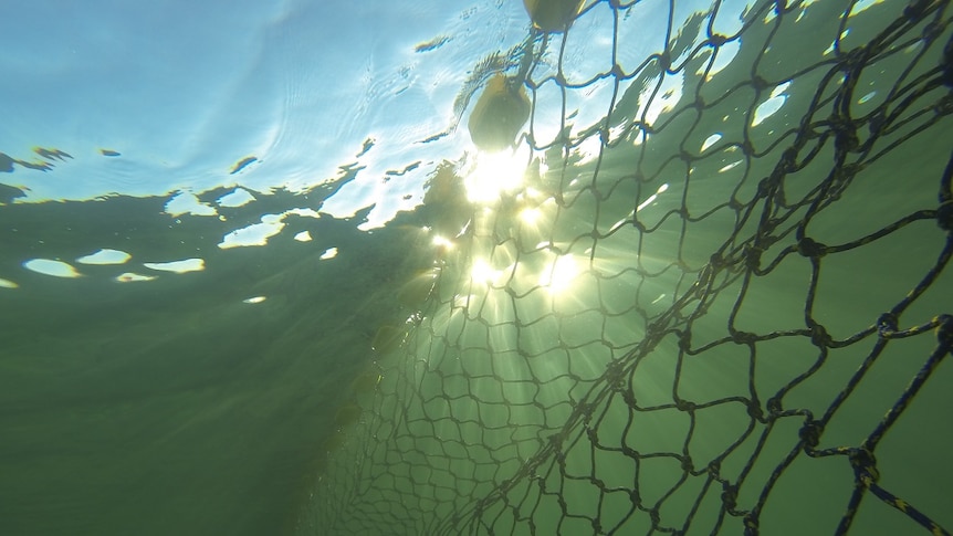 A submerged shark net