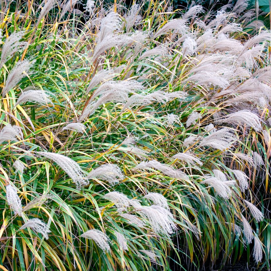 You view thick Indigenous grasses in a bush, with the end of the stems appearing like white tassles.