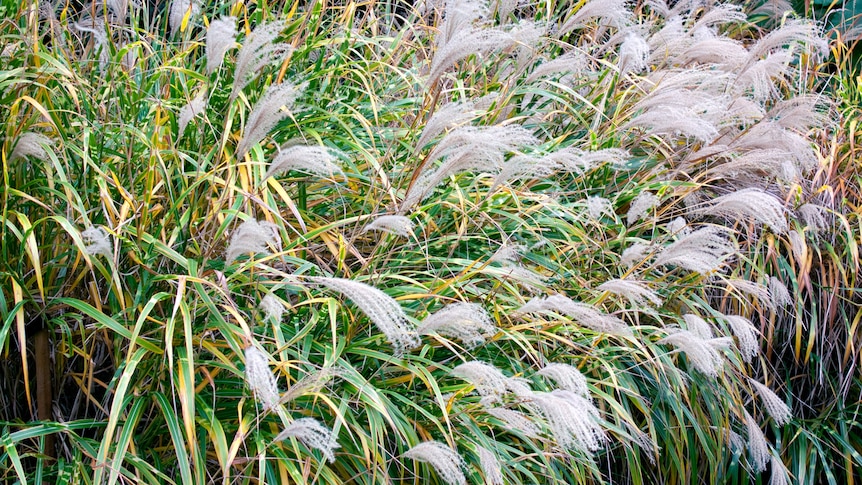 Play Audio. You view thick Indigenous grasses in a bush, with the end of the stems appearing like white tassles.. Duration: 15 minutes 11 seconds
