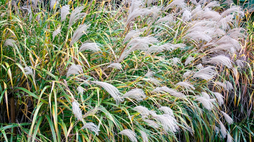 You view thick Indigenous grasses in a bush, with the end of the stems appearing like white tassles.