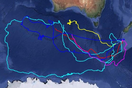 Map of ocean below Australia and New Zealand with large blue circle and other smaller coloured lines