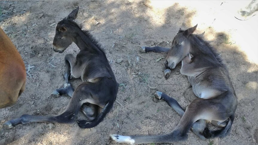 Twin foals sitting next to each other on the ground.