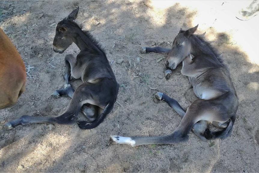 Twin foals sitting next to each other on the ground.