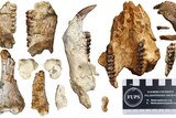 A collection of fossils including jawbones and teeth.
