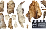 A collection of fossils including jawbones and teeth.