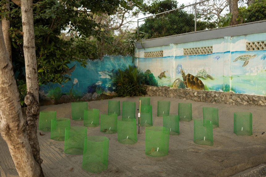Rows of green circluar nets in front of a wall with a painting of a turtle. 