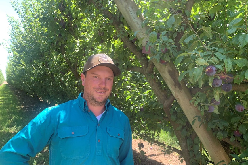 A smiling man in a bright blue shirt and cap standing in an orchard.