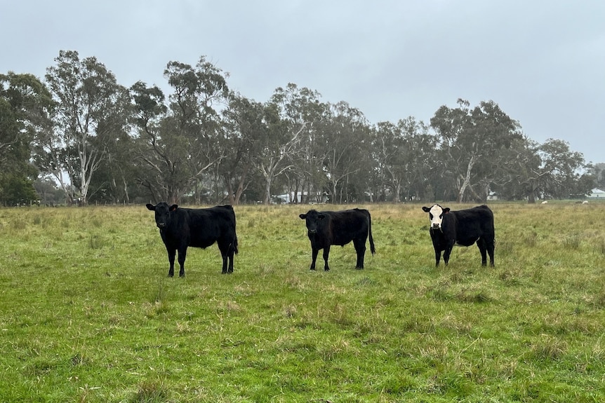 Three black cows in a paddock