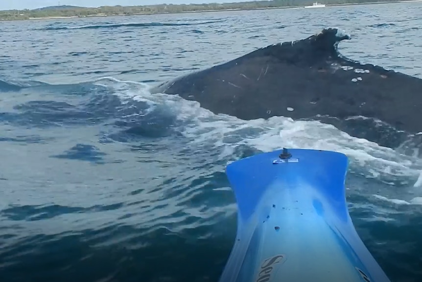 whale encounter 2