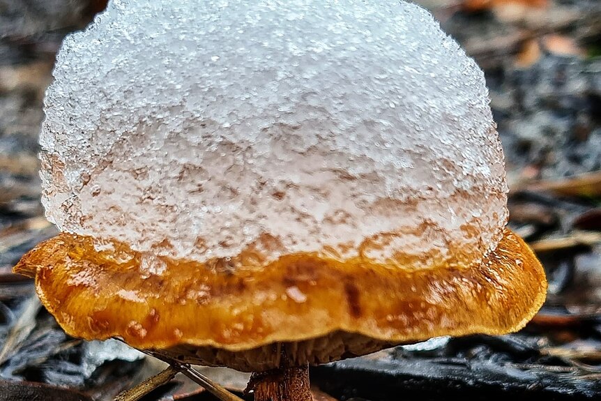 Mushroom with snow on top.
