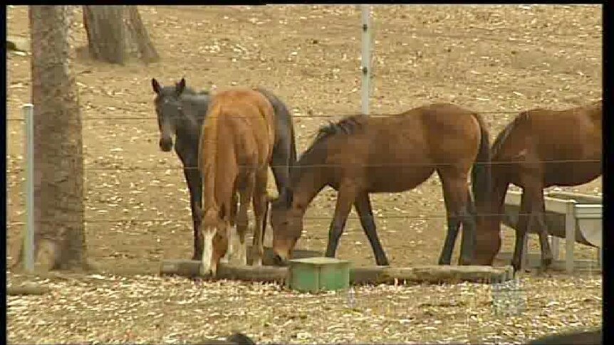 Hunter claimants in a horse flu class action say they are not just after money.