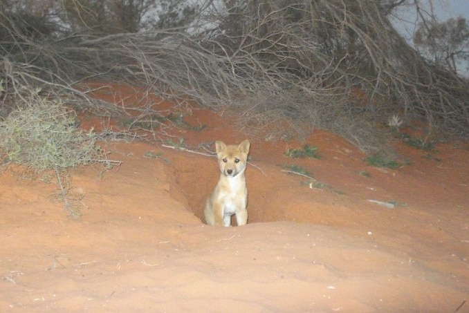 A dingo pup sitting in a hole in the dirt