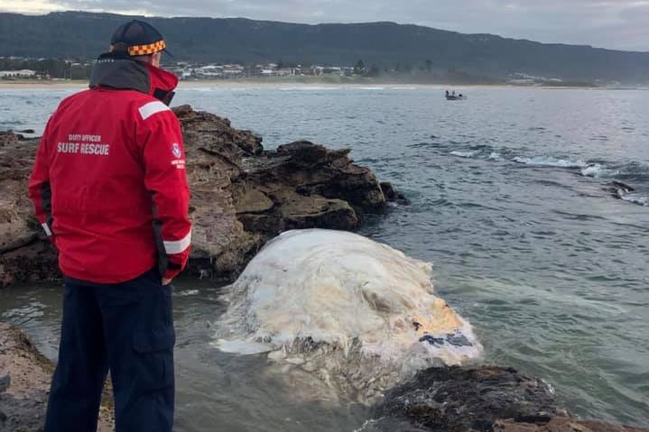 A man looks at a whale near some rocks