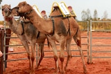 Two camels standing next to each other in a yard. One camel appears to be kissing the other.