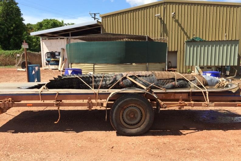 A problem crocodile removed from the Daly River
