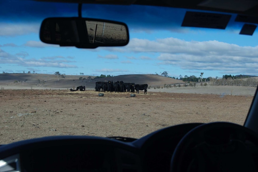 Cows on a farm in Guyra, NSW.