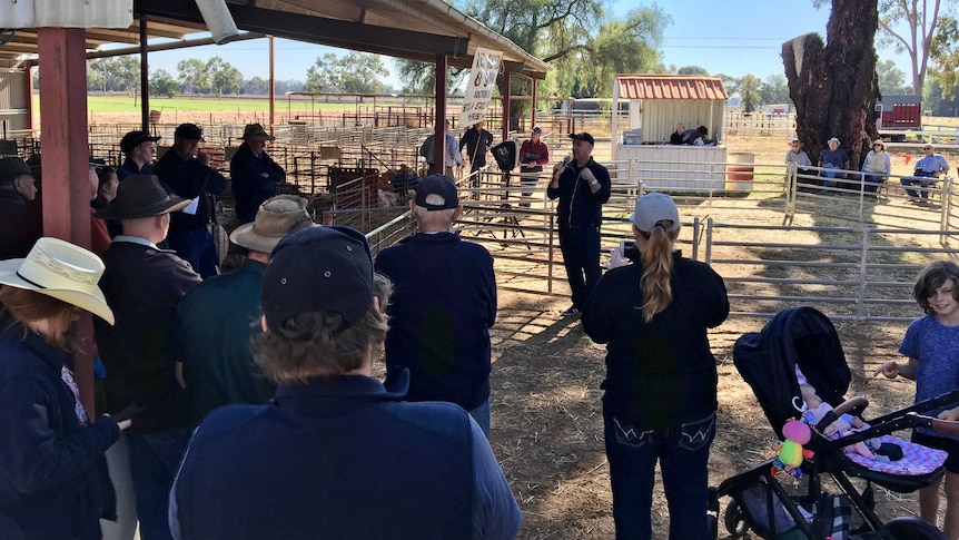 A man talks at a saleyard surrounded by a group of farmers