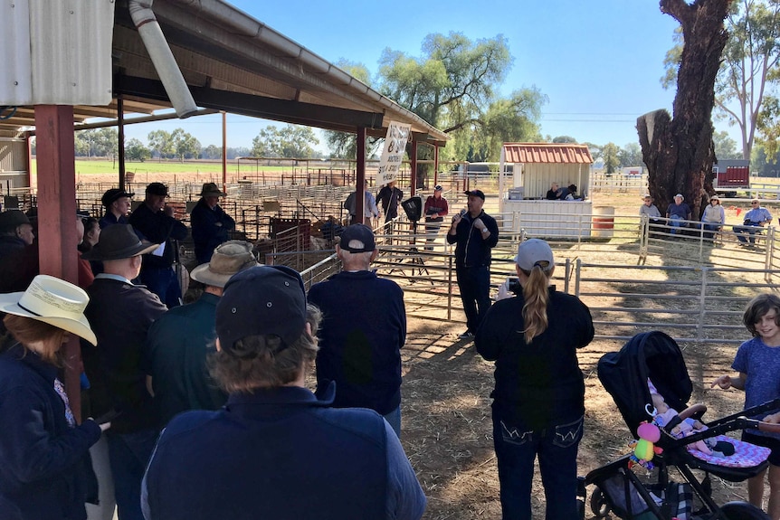 A man talks at a saleyard surrounded by a group of farmers