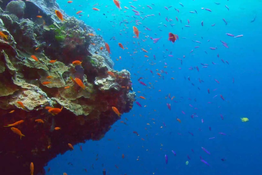 Fish swimming around coral in the Great Barrier Reef