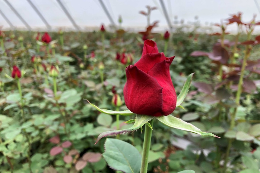 A single red rose stem stands above a sea of flowers in a greenhouse.