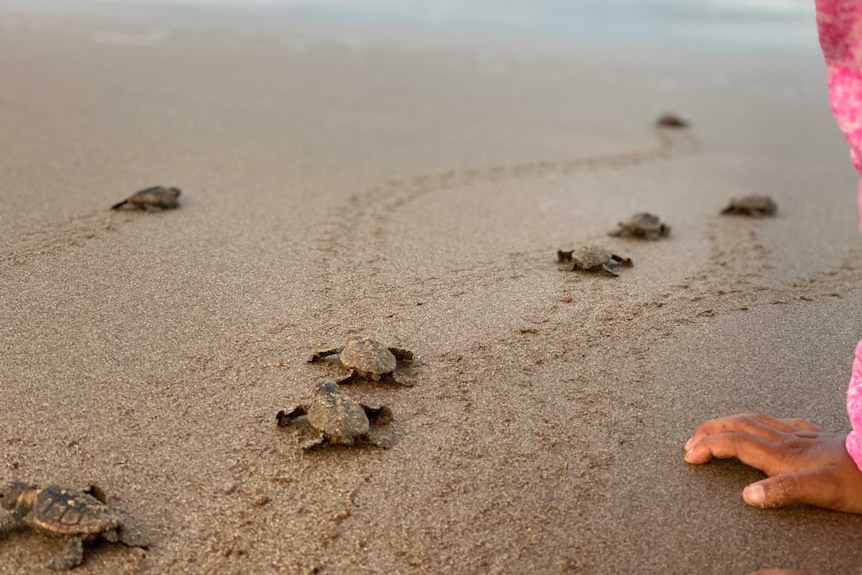 Turtle hatchlings heading towards the ocean near Bundaberg