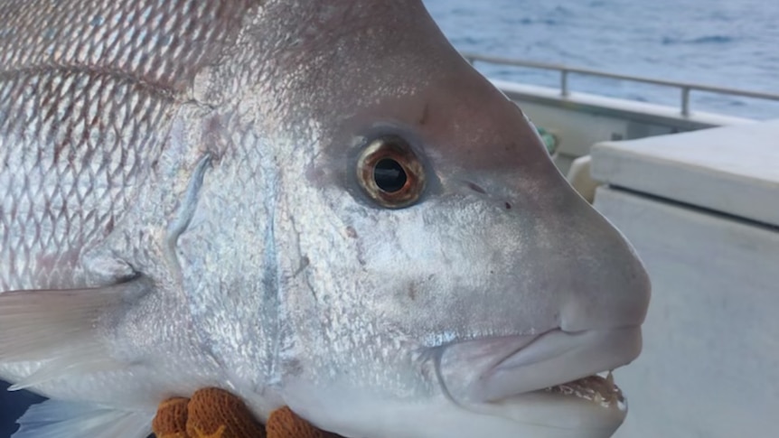 A fish has its face near the camera. It is on a boat, it has recently been caught. 