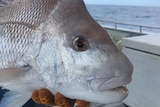 A fish has its face near the camera. It is on a boat, it has recently been caught. 