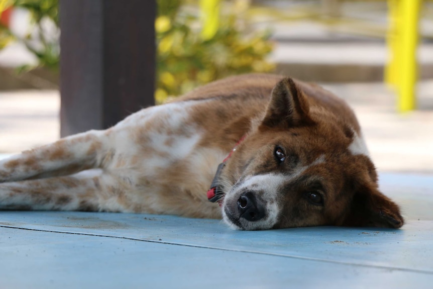 A dog lying on a veranda, looking across at photographer