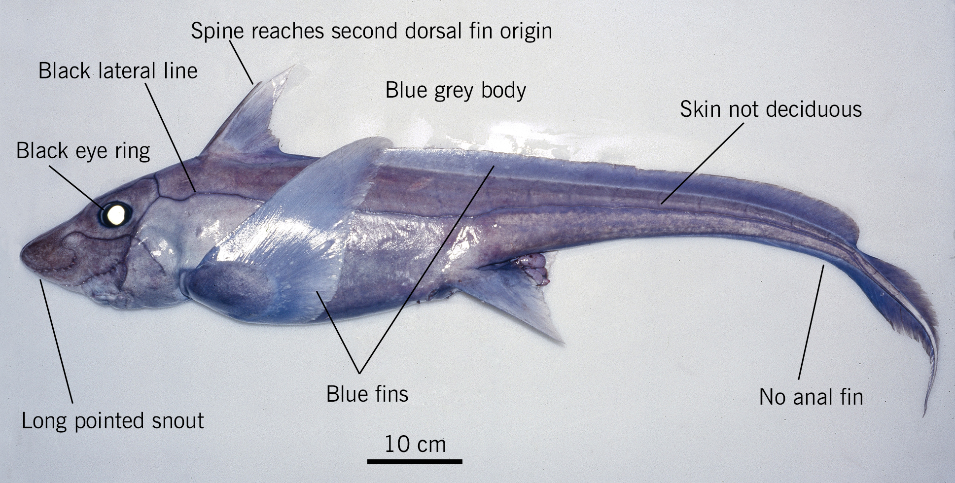 .Labelled diagram showing the anatomy of a ghost shark