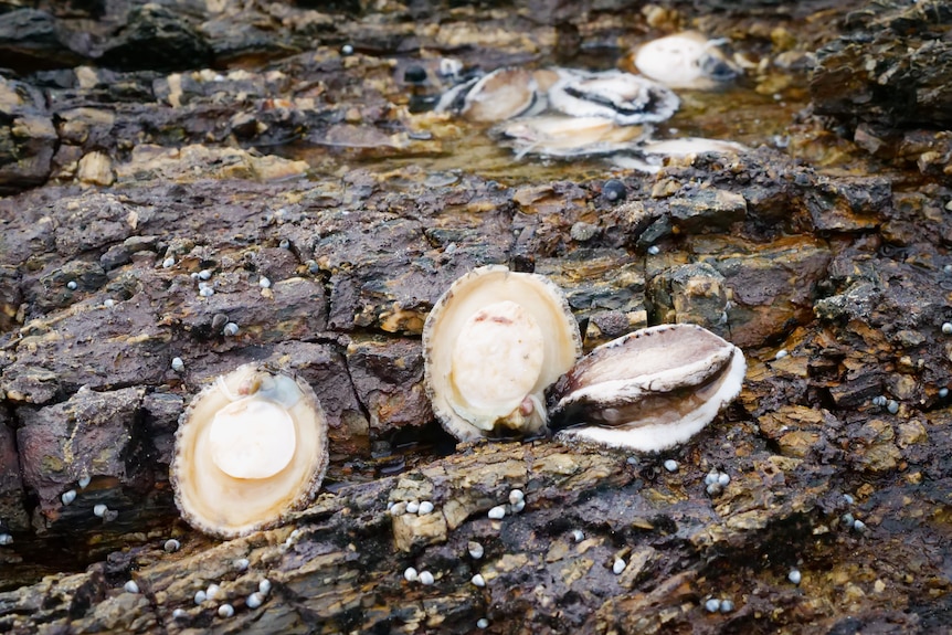 Abalone laid out on rocks and in a small rockpool by the shore.